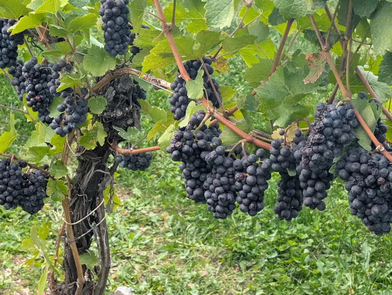 Ripe Pinot Noir grapes on the vine at 50th Parallel, September 2026