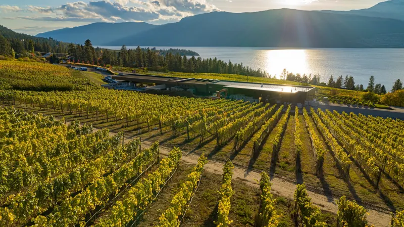 Aerial view over the 50th Parallel vineyard toward Okanagan Lake