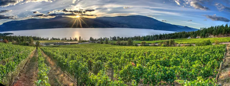 Vineyard panorama with the sun over Okanagan Lake