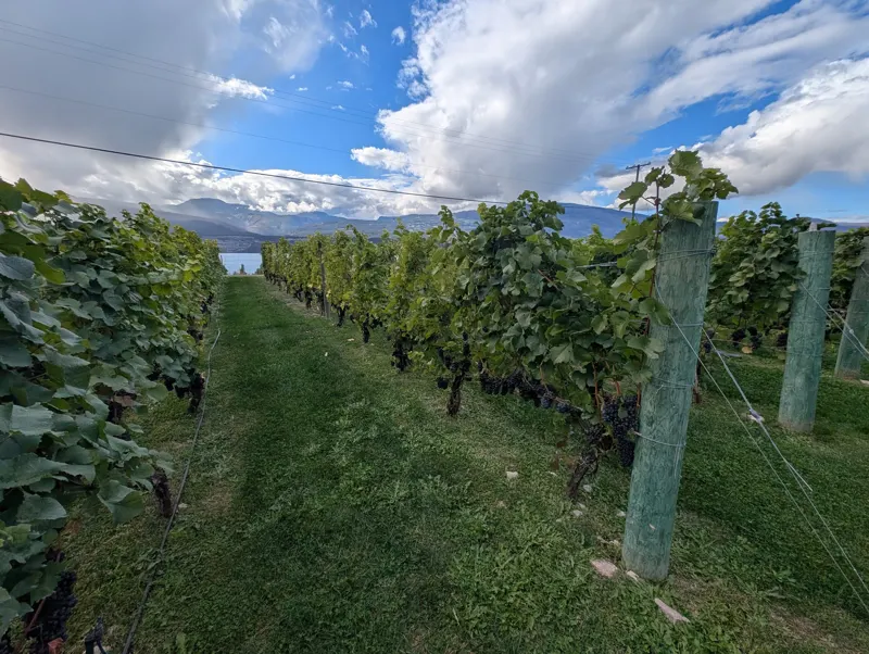 Vineyard rows with a glimpse of Okanagan Lake, September 2026