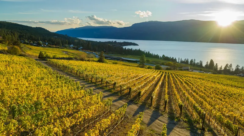 Vineyard rows running down to Okanagan Lake at sunset, 50th Parallel Estate